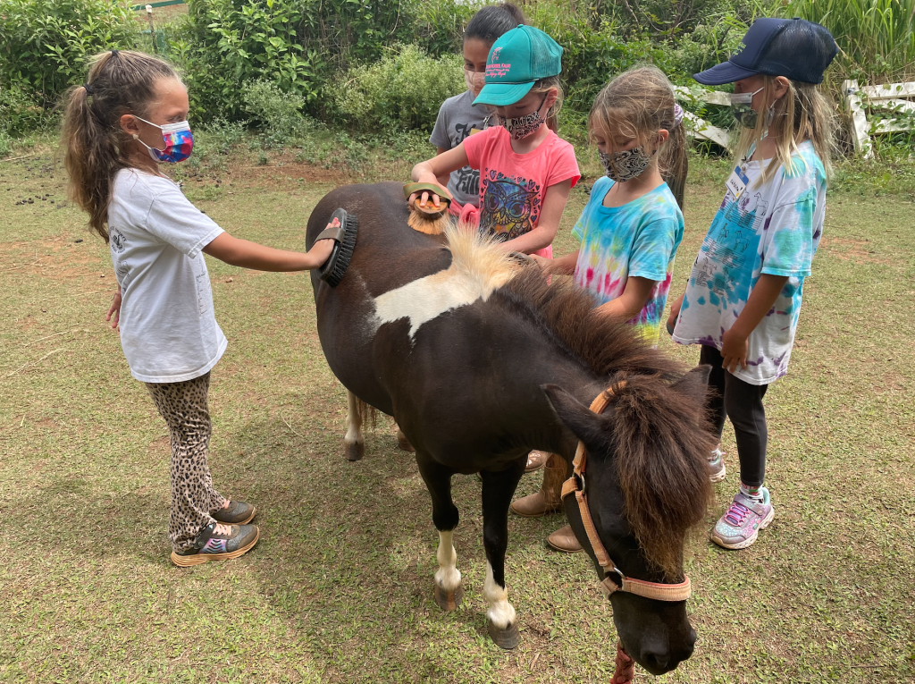 A group of children groom one of the horses at Healing Horses Kauai. | Photo Courtesy of Healing Horses Kauai