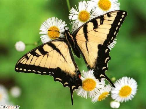 تصاویر زیبا و دیدنی از آفرینش خارق العاده پروانه ها-دنیای ریاضی