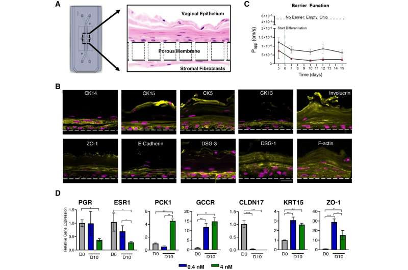 A breakthrough in bacterial vaginosis treatment for women's health