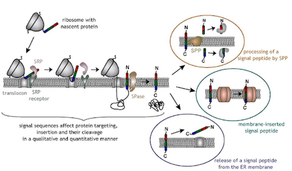 Signal peptide sequence