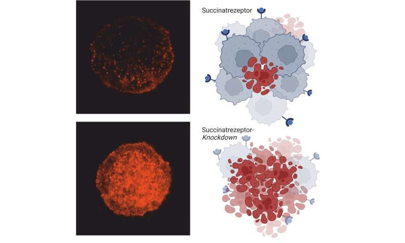 Controlling the metabolism of cancer cells