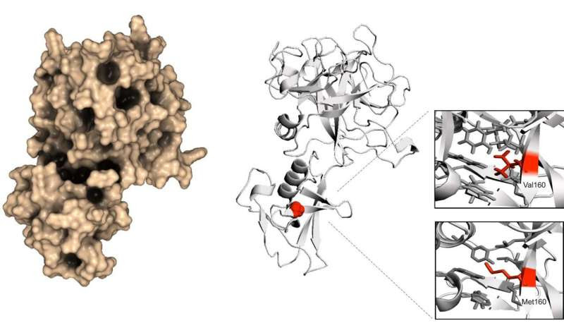 A genetic difference affects the likelihood of severe COVID-19 infection