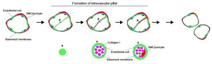 Metastases use divided blood vessels to grow