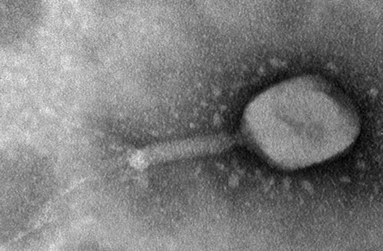 T4Phage, a bacteriophage that infects E. coli bacteria. (Credit: Louisa Howard, Dartmouth)