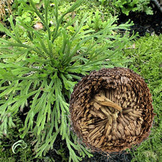 1Pcs Resurrection Plants Hydrophile Spike Moss Bulbs