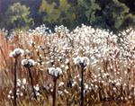 Cotton Field - Posted on Monday, December 8, 2014 by Linda Blondheim