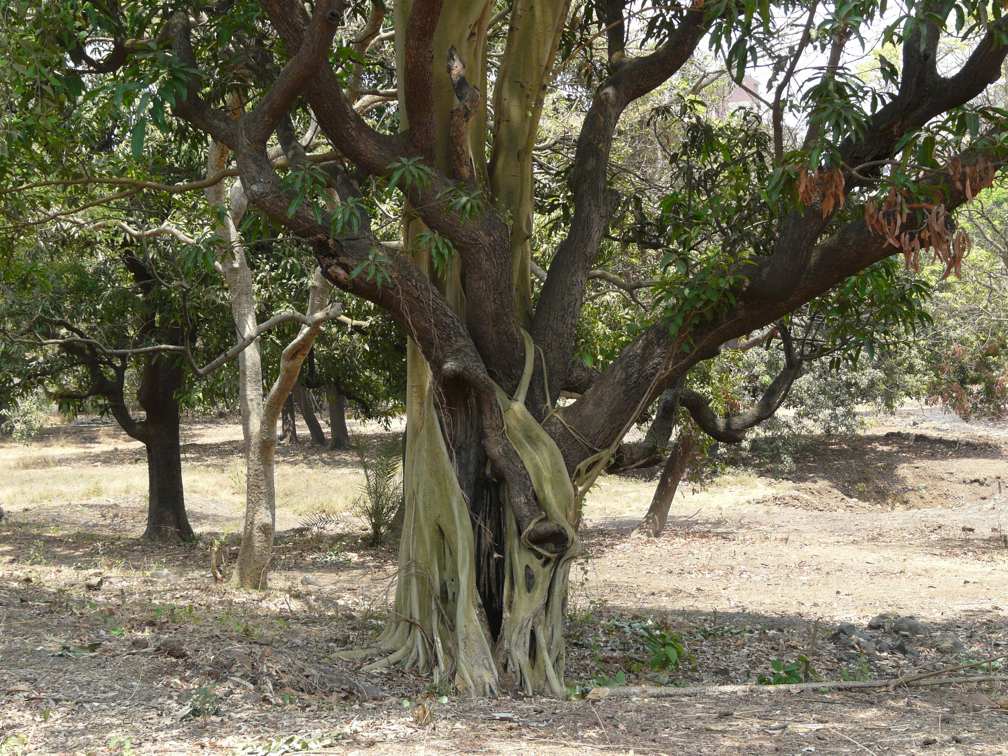 Ficus amplissima Sm.