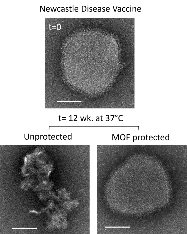 Transmission electron microscopy (TEM) images of the vaccine particles with and without MOF coatings