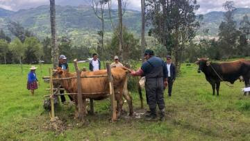 Presentan programa de mejoramiento genético de ganado para Cajamarca