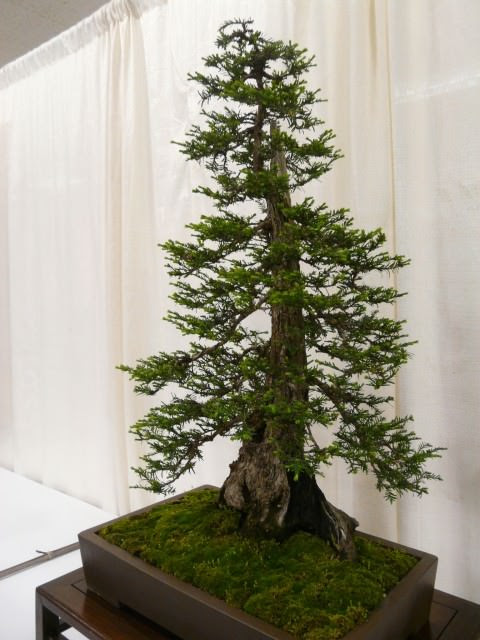 Những cây bonsai đẹp nhất của Nhật Bản 9ac5d922-74c2-4cfc-805a-f58a89dcfd75