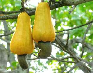 Covid 19: Cashews fruit boost immunity & fight Hypertension