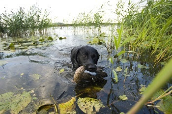 a black dog, up to his shoulders in marshy water with lily pads and tall grasses, holds a duck in his mouth