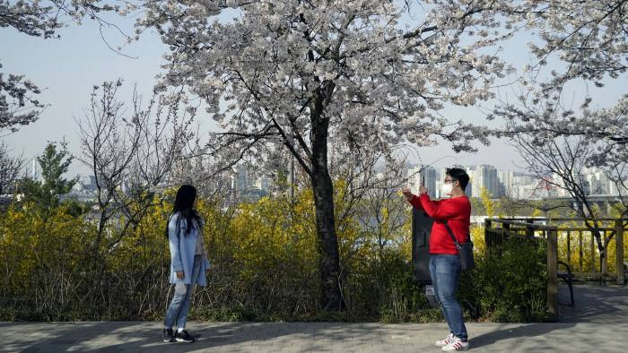 A woman poses for a picture beside a cherry blossom tree in Seoul on Wednesday