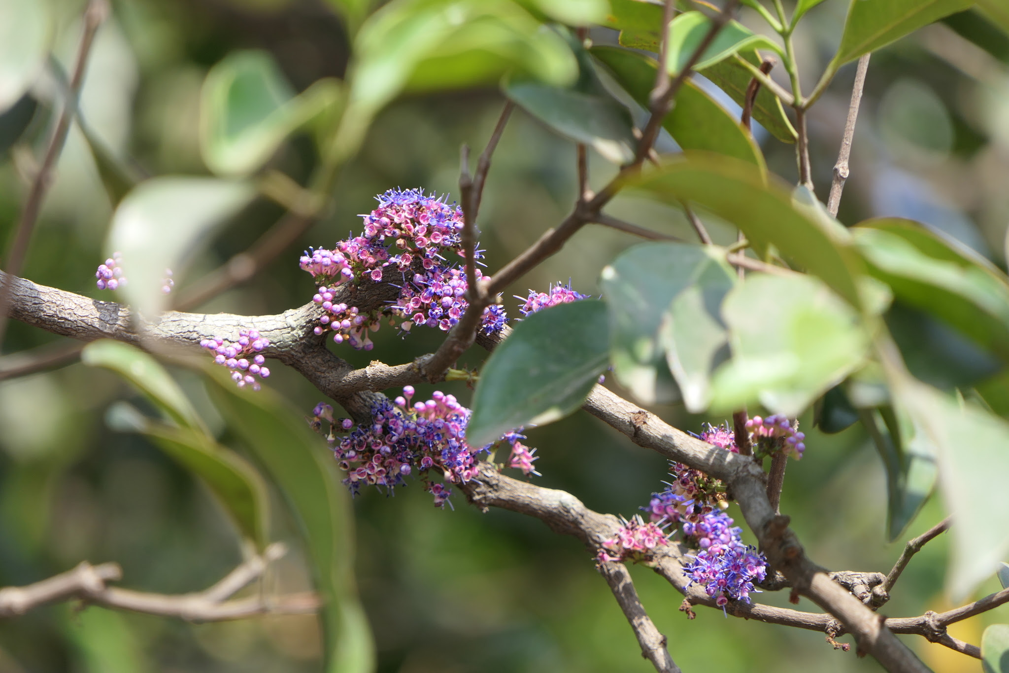 Memecylon umbellatum Burm.f.