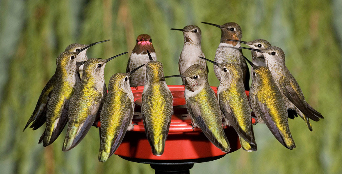 Anna's Hummingbirds.
