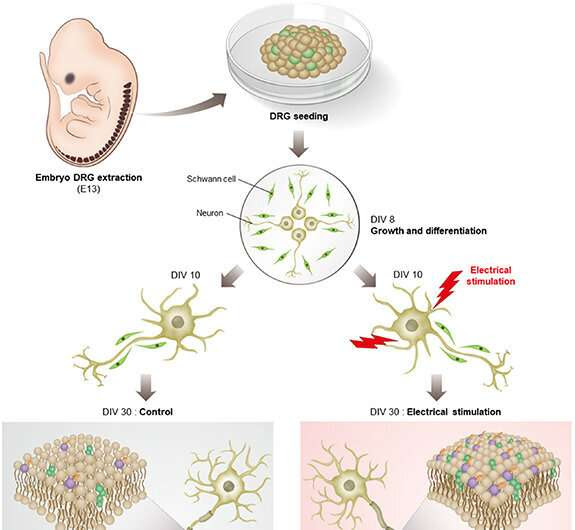 Electroceuticals for the treatment of diseases caused by loss of myelin