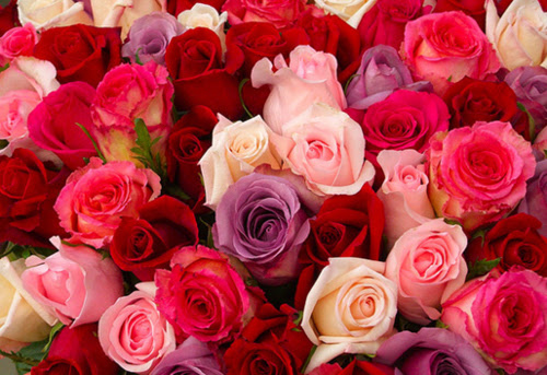 Resultado de imagem para MILAGRE DAS ROSAS