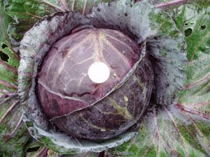 Cabbage 'Red Rookie' on right - 2 euro coin sitting on top for comparison. Cabbage 'Red Rookie' on right - 2 euro coin sitting on top for comparison.