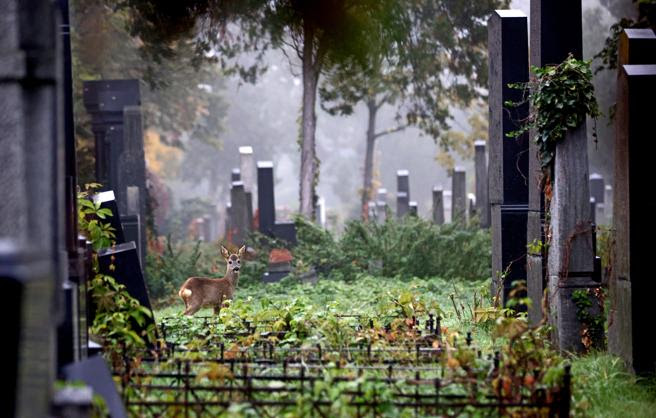 Un ciervo se encuentra entre lápidas en la antigua parte judía del cementerio Zentralfriedhof en Viena, Austria