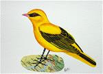Eurasian Golden Oriole - Posted on Wednesday, February 4, 2015 by Ketki Fadnis