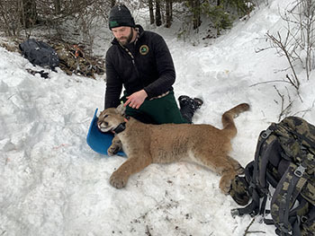 Cody Norton, the DNR's large carnivore specialist, places a tracking collar on a cougar in Idaho.