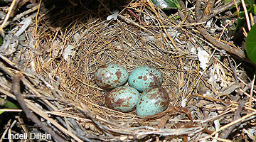 Northern Mockingbird nest with eggs.