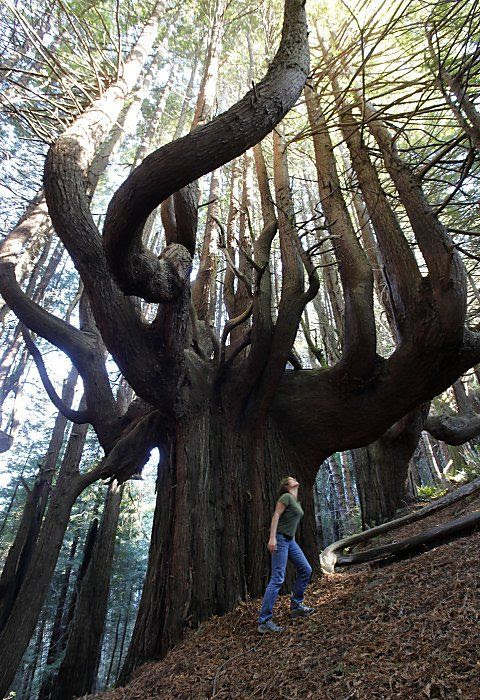 The grove of 'candelabra' redwoods, known as the Enchanted Forest, Shady Dell