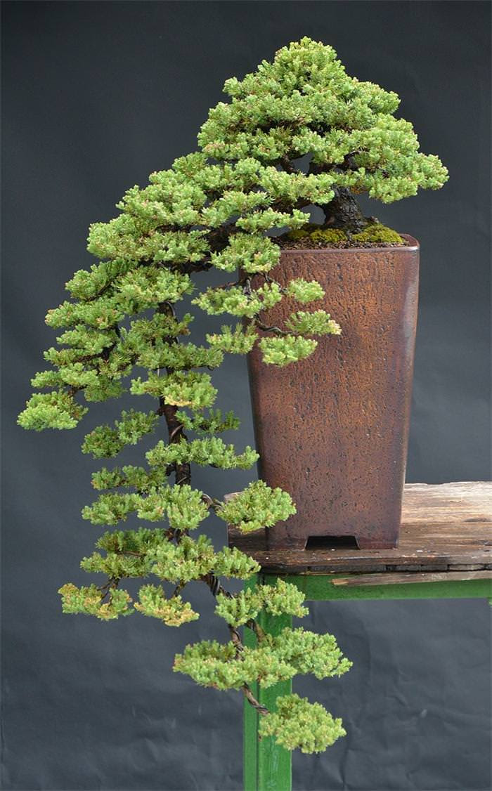 Những cây bonsai đẹp nhất của Nhật Bản E5acecd4-b543-4451-9e5f-8516edcaee80