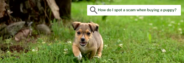 What to look out for when buying a pet