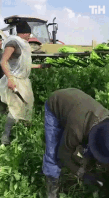 Cutting Vegetables This Is Happening GIF - Cutting Vegetables This Is Happening Harvesting GIFs