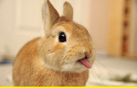 The Bunny Who Has Some Serious Attitude Tongue-bun.162349