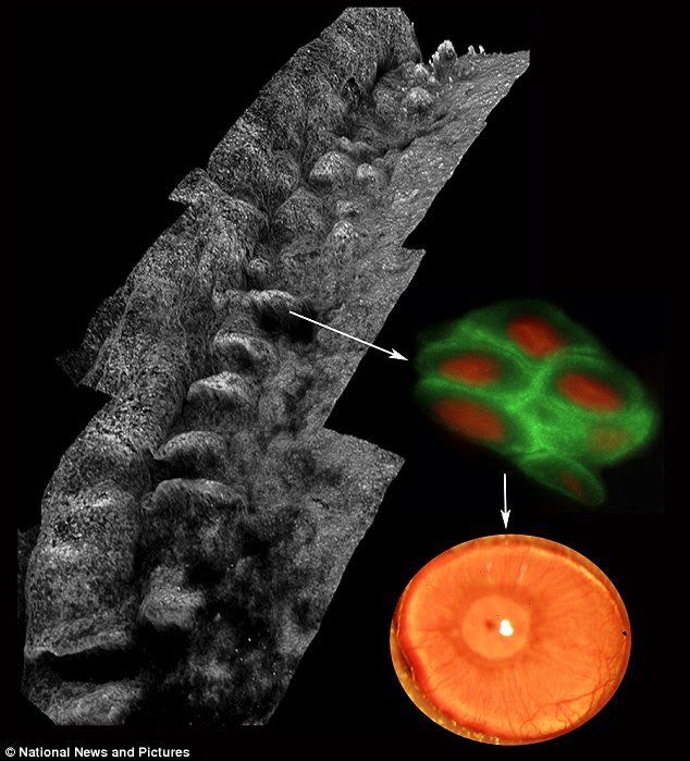 Image result for IMAGES OF SCIENCE BREAKING DOWN MOLECULAR TISSUE