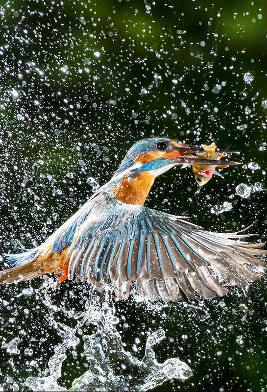 Hummingbird-Splash