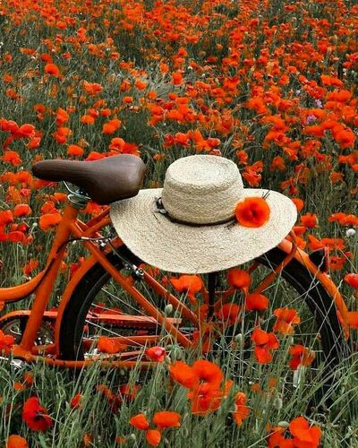 Garden-poppies-Bicycle