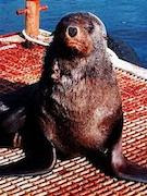 Injured fur seal with blood on it's fur on a wharf covered in blood