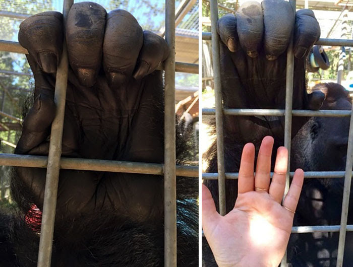 Gorilla's Hand