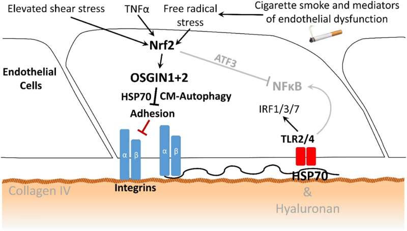 Smoking-triggered heart attacks could be prevented—new research explains how