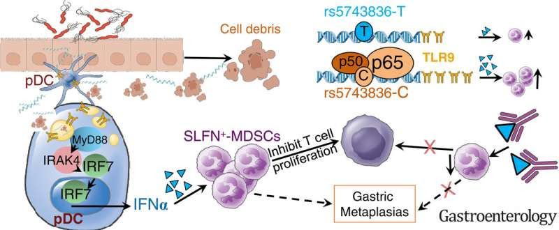 Gene variation may be early indicator for gastric cancer