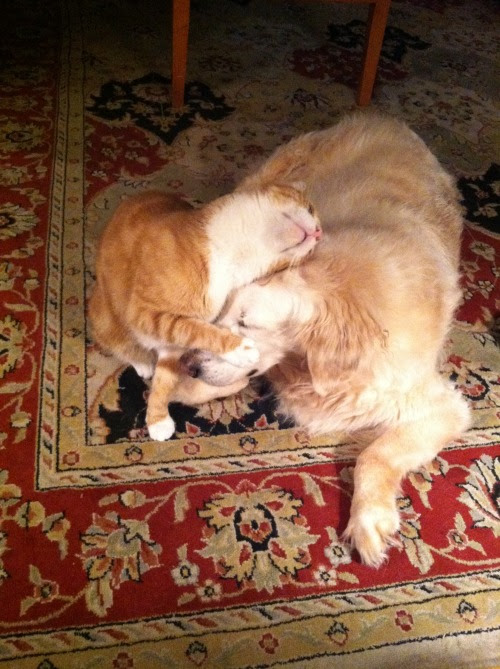 my cat loves our                                                           dog!!