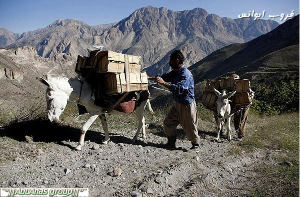 موسم قطف التفاح في جبال دماوند