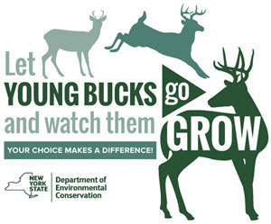 Let Young bucks go and watch them grow