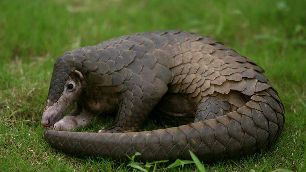 La imagen tiene un atributo ALT vacío; su nombre de archivo es pangolin.jpg