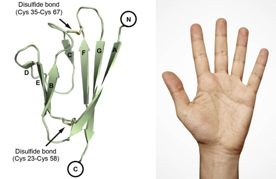 Side-by-side view of ORF7a and human hand (palm facing inwards).