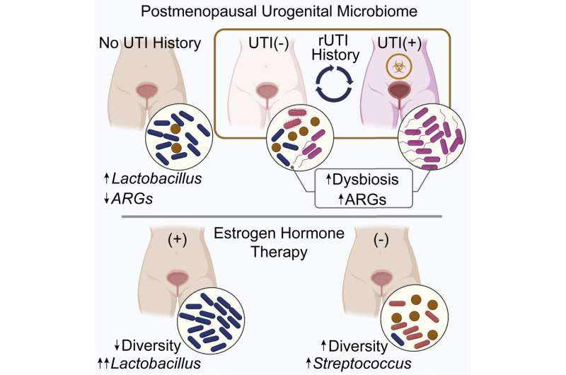 In postmenopausal women, who is more prone to recurrent UTIs? Bladder bacteria may be an indicator