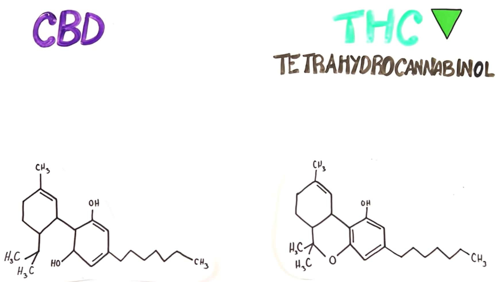 Cbd Vs Thc Key Difference Benefits And Side Effects