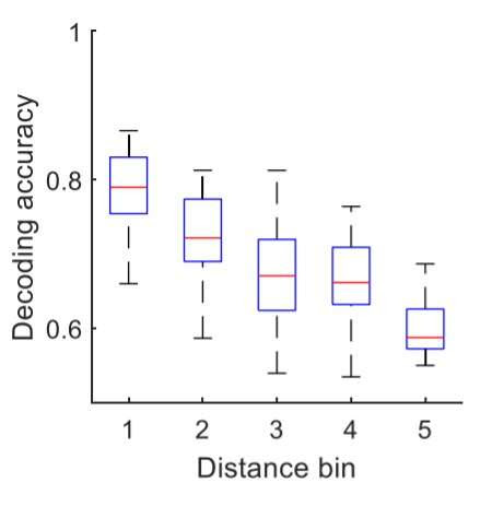 Study finds that object-related information is distributed across CA1 neurons of the hippocampus