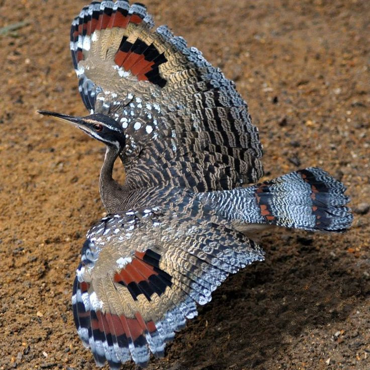 The Sunbittern, Le Caurale soleil by Nature & Découverte
