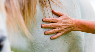 Equinoterapia, beneficios terapéuticos de los caballos