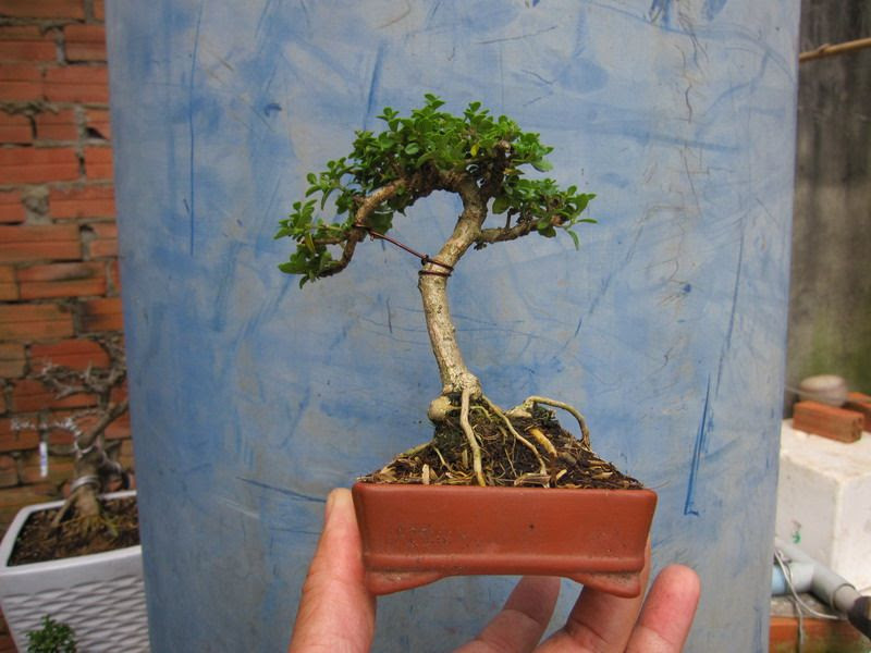 photo IMG_2260_zps5f15efcc.jpg