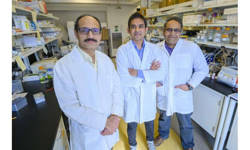 Inflammation-fighting protein could improve treatment of rheumatoid arthritis